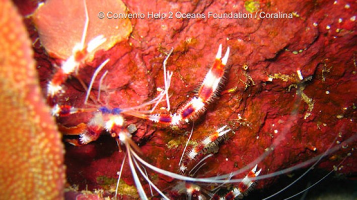 Shrimps (38)